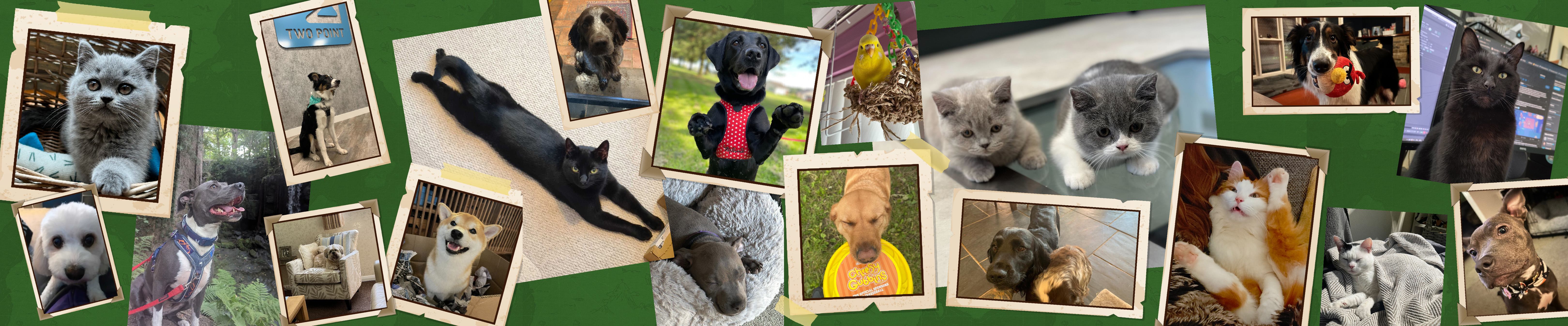 RSPCA LONG COLLAGE G2G.jpg