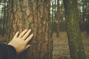 Why do we touch wood for luck?