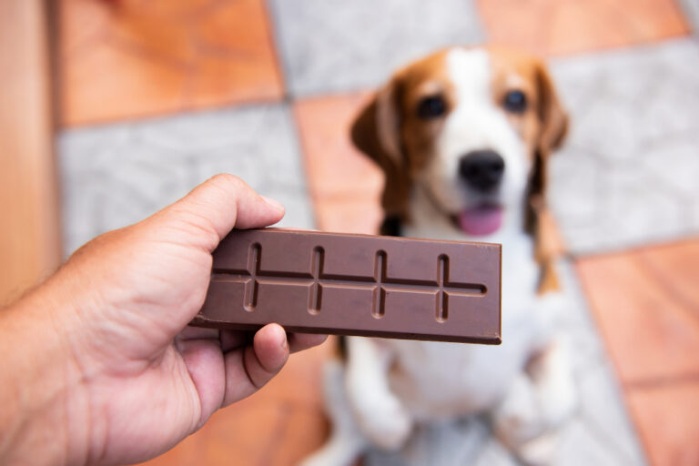 why-dogs-can-t-eat-chocolate-2dpoint