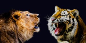 Who would win a fight between a lion and a tiger?