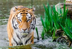 How wildlife researchers count tigers?