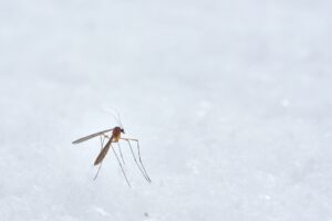Why do mosquitoes bite some people more than others?