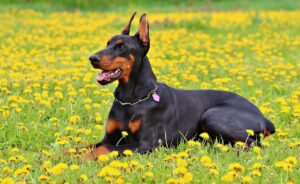 Why is the Doberman breed of dogs called Doberman, and why are their tails cut?