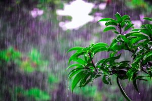 What causes the air to smell so good after it rains?