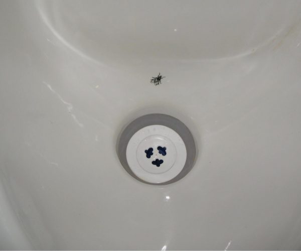 A fly in the urinal
